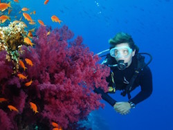 Sharm El Sheik Dive Offer Sharm El Sheik Dive Offer